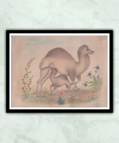 Mughal Camel & Calf Miniature painting