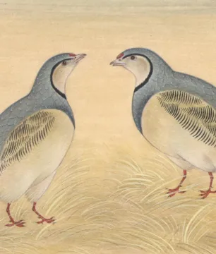 Mughal Birds Miniature Painting miniature painting