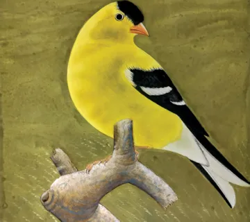 Indian Bird Painting in Mughal Shaili miniature painting